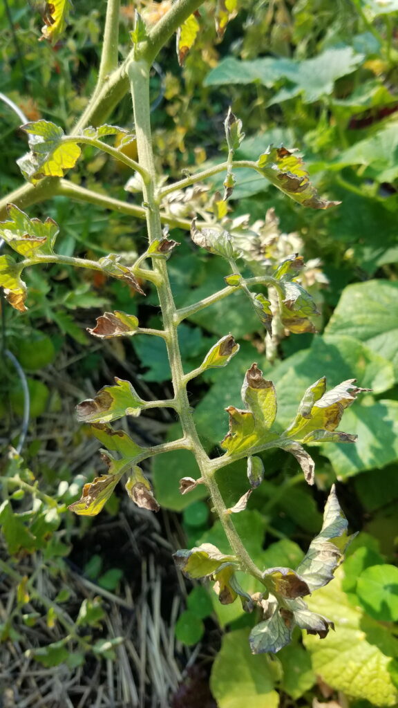 Early Blight in tomatoes | The Coeur d Alene Coop