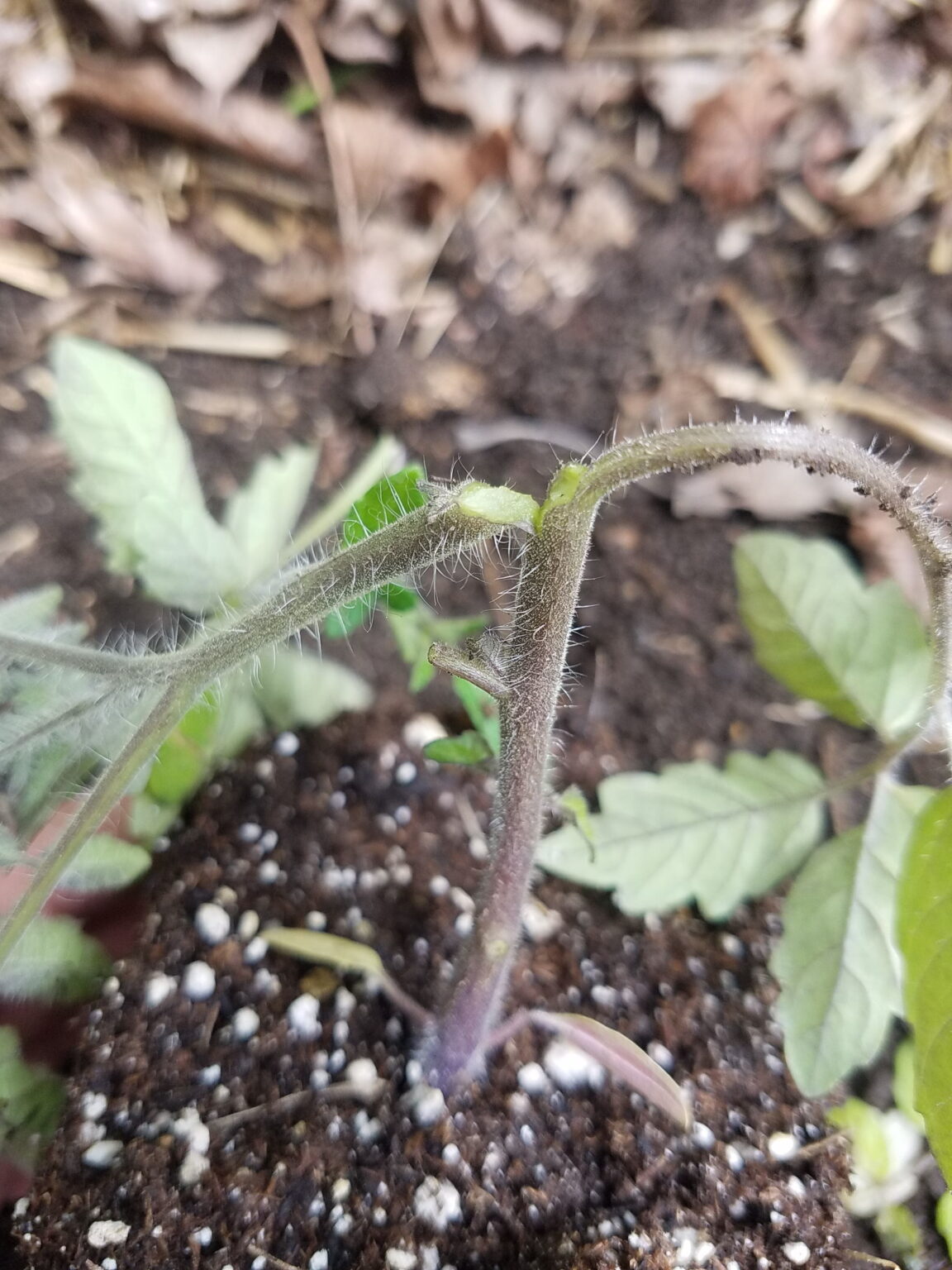 how-to-repair-a-broken-tomato-plant-stem-the-coeur-d-alene-coop