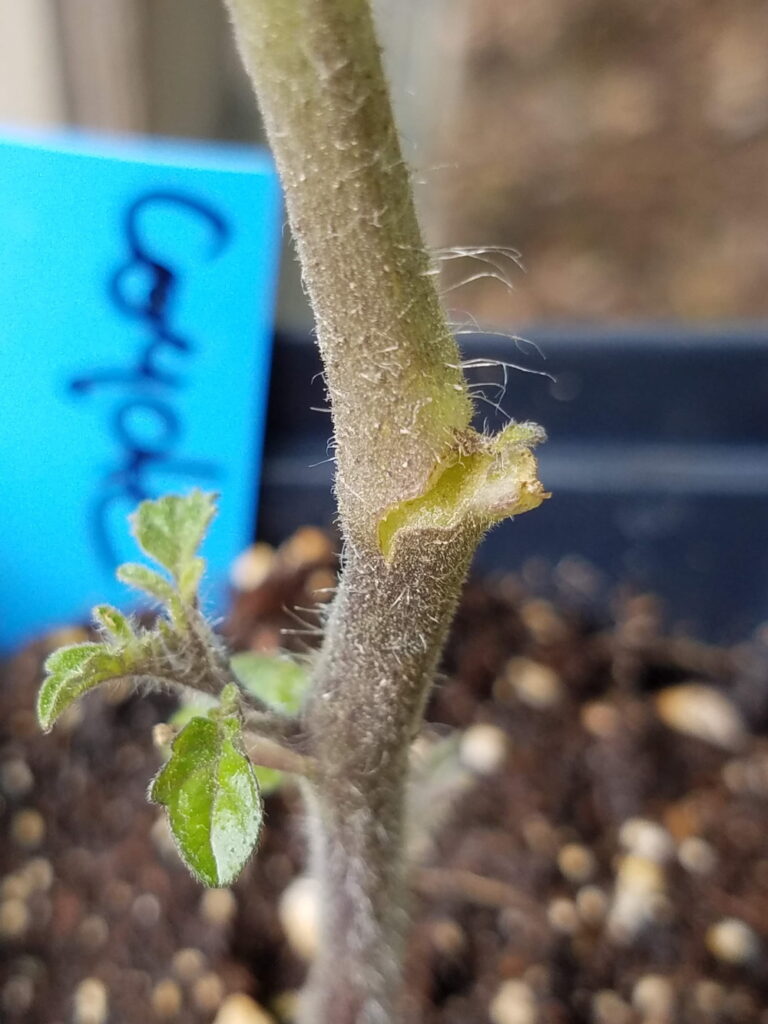 How to Repair a Broken Tomato Plant Stem — The Coeur d'Alene Coop