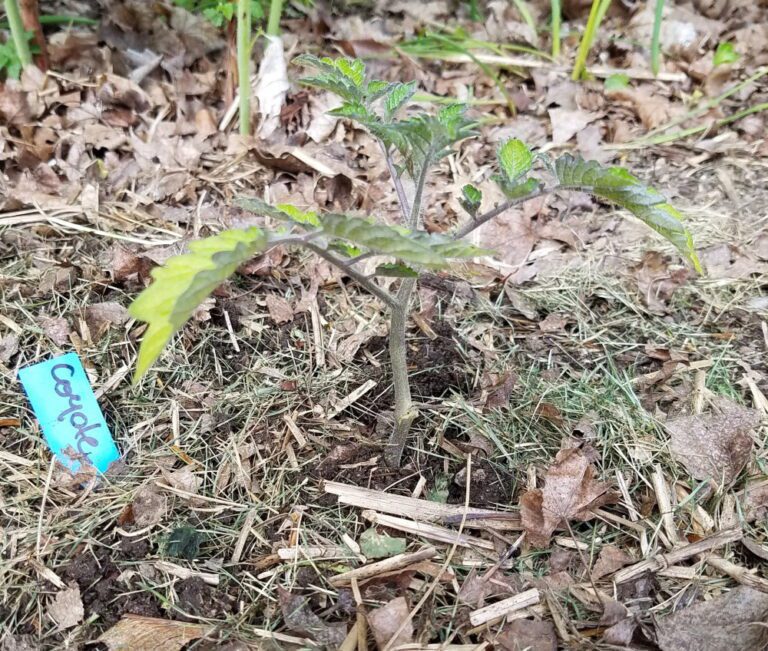 How to Repair a Broken Tomato Plant Stem — The Coeur d'Alene Coop