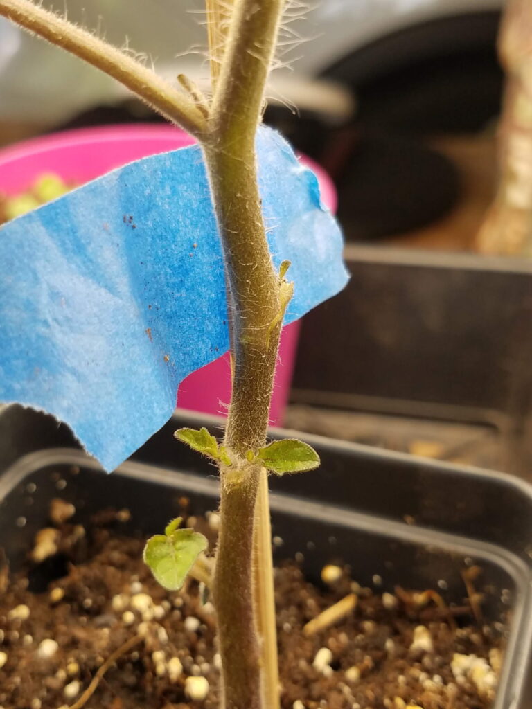 How To Repair A Broken Tomato Plant Stem — The Coeur D'alene Coop