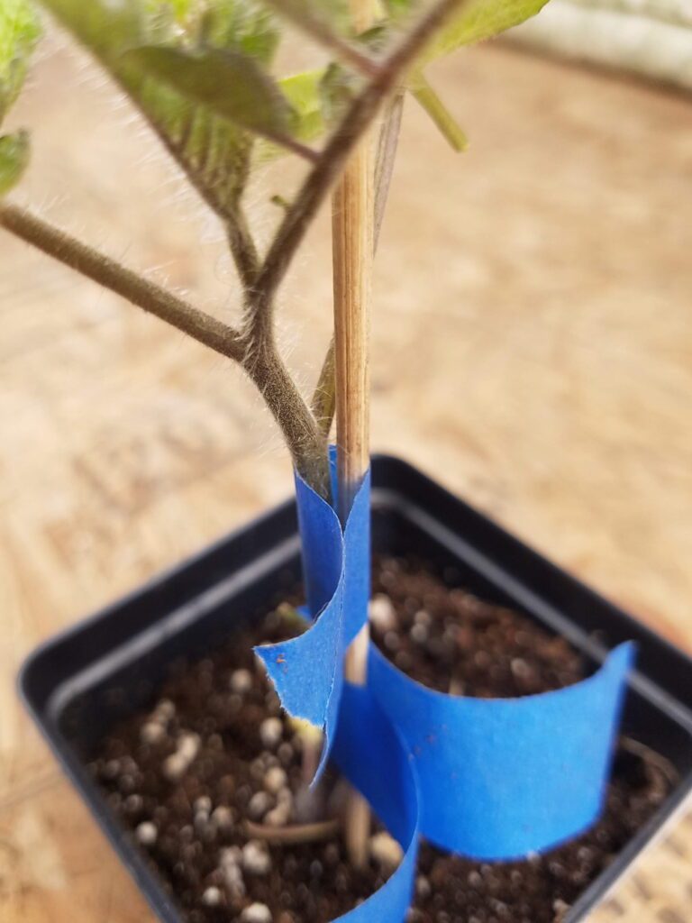 How to Repair a Broken Tomato Plant Stem — The Coeur d'Alene Coop