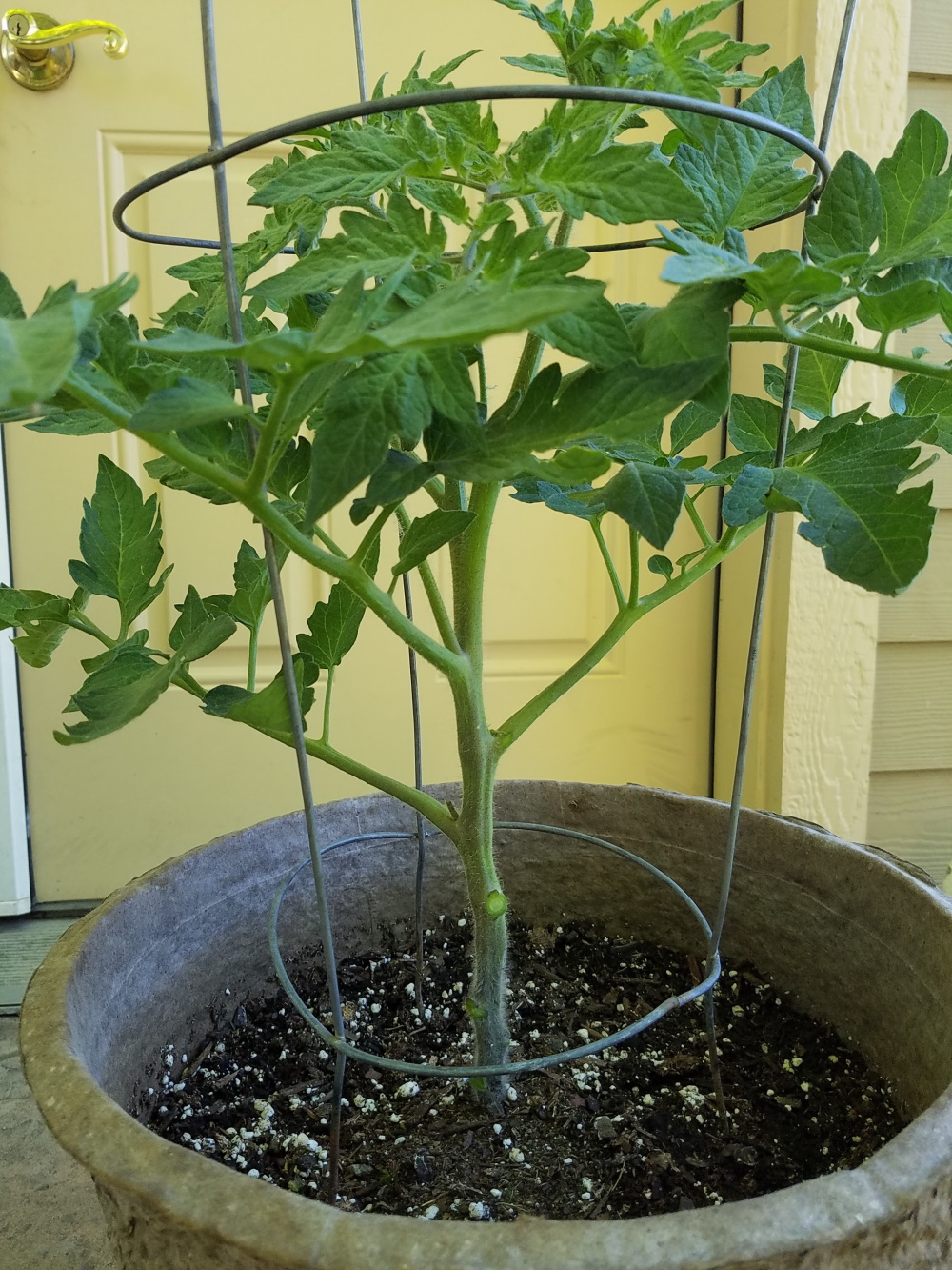 Lower leaves pruned from tomato | The Coeur d Alene Coop