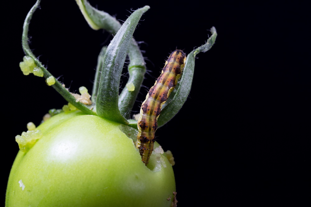 Cutworm eating tomato | The Coeur d Alene Coop