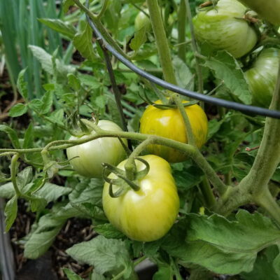 How To Tell When Green Tomato Varieties are Ripe