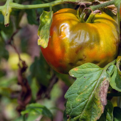 How to Identify Common Diseases in Tomatoes