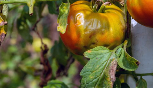 Late Blight on Tomato Fruit and Leaves | The Coeur d Alene Coop