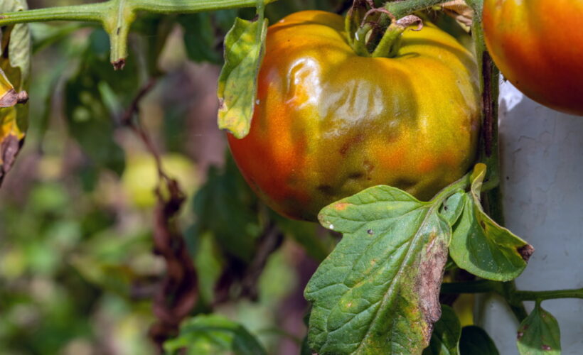 Late Blight on Tomato Fruit and Leaves | The Coeur d Alene Coop