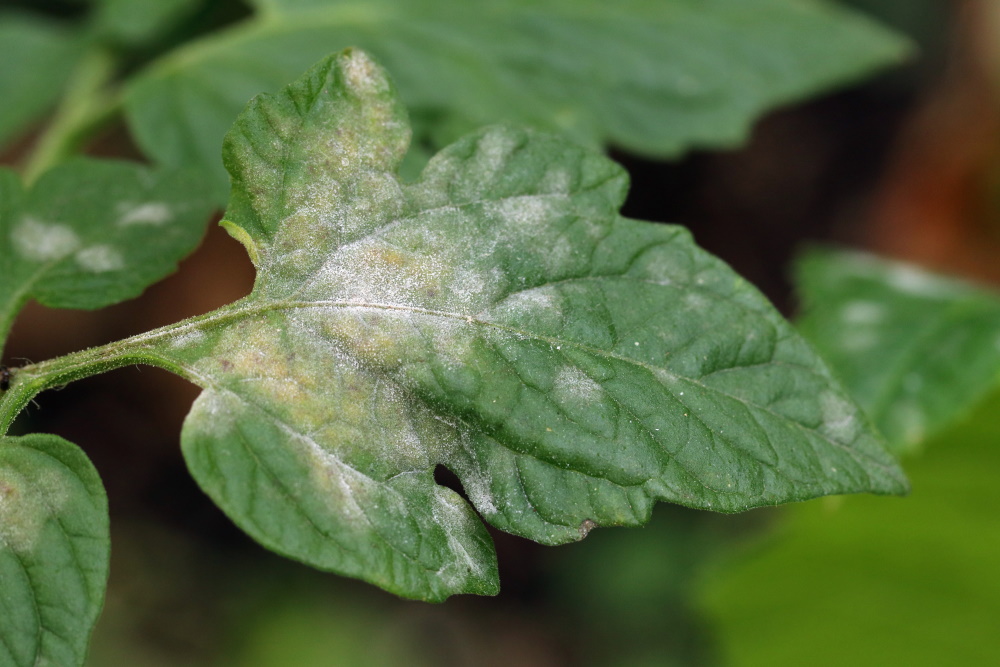 Powdery Mildew on Tomato Leaf | The Coeur d Alene Coop