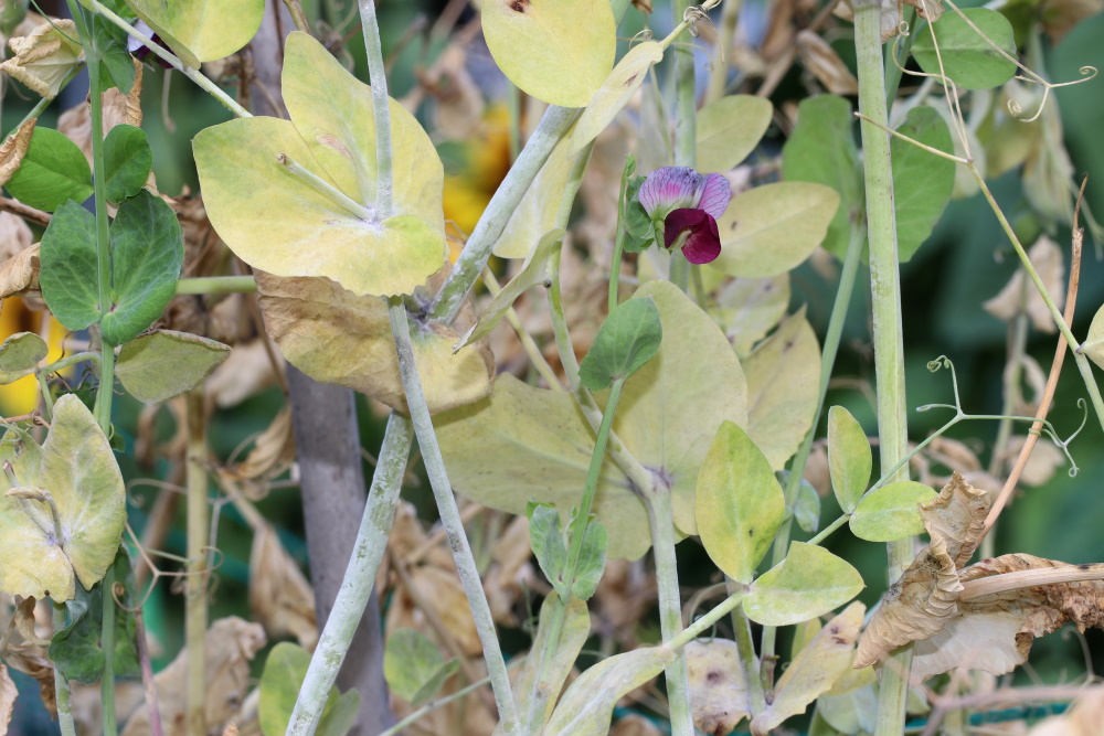 Powdery mildew in peas | The Coeur d Alene Coop