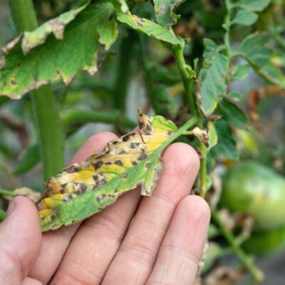 Simple Steps to Prevent Disease in the Garden