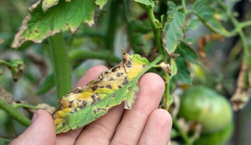 Septoria Leaf Spot | The Coeur d Alene Coop