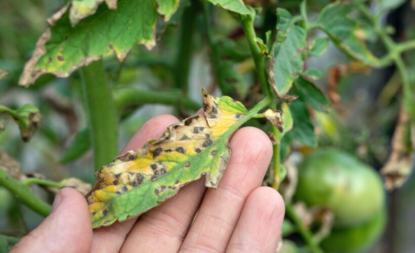 Septoria Leaf Spot | The Coeur d Alene Coop