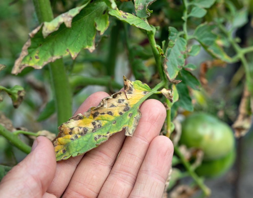 Septoria Leaf Spot | The Coeur d Alene Coop