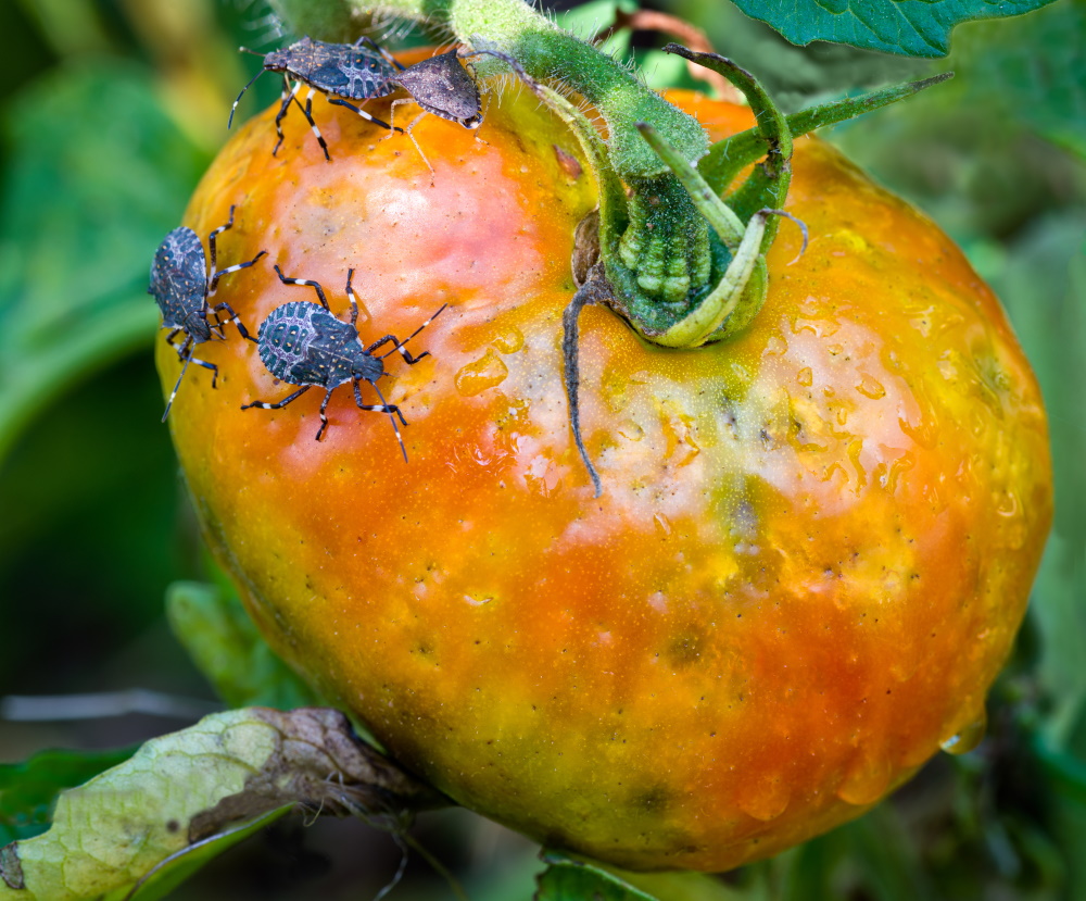 Stinkbug on ripe tomato | The Coeur d Alene Coop