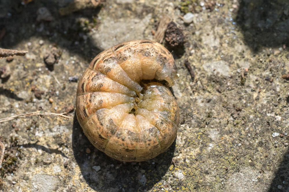 cutworm curled up | The Coeur d Alene Coop