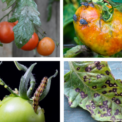 Podcast #12: Common Diseases and Pests of Tomatoes and How to Prevent Them
