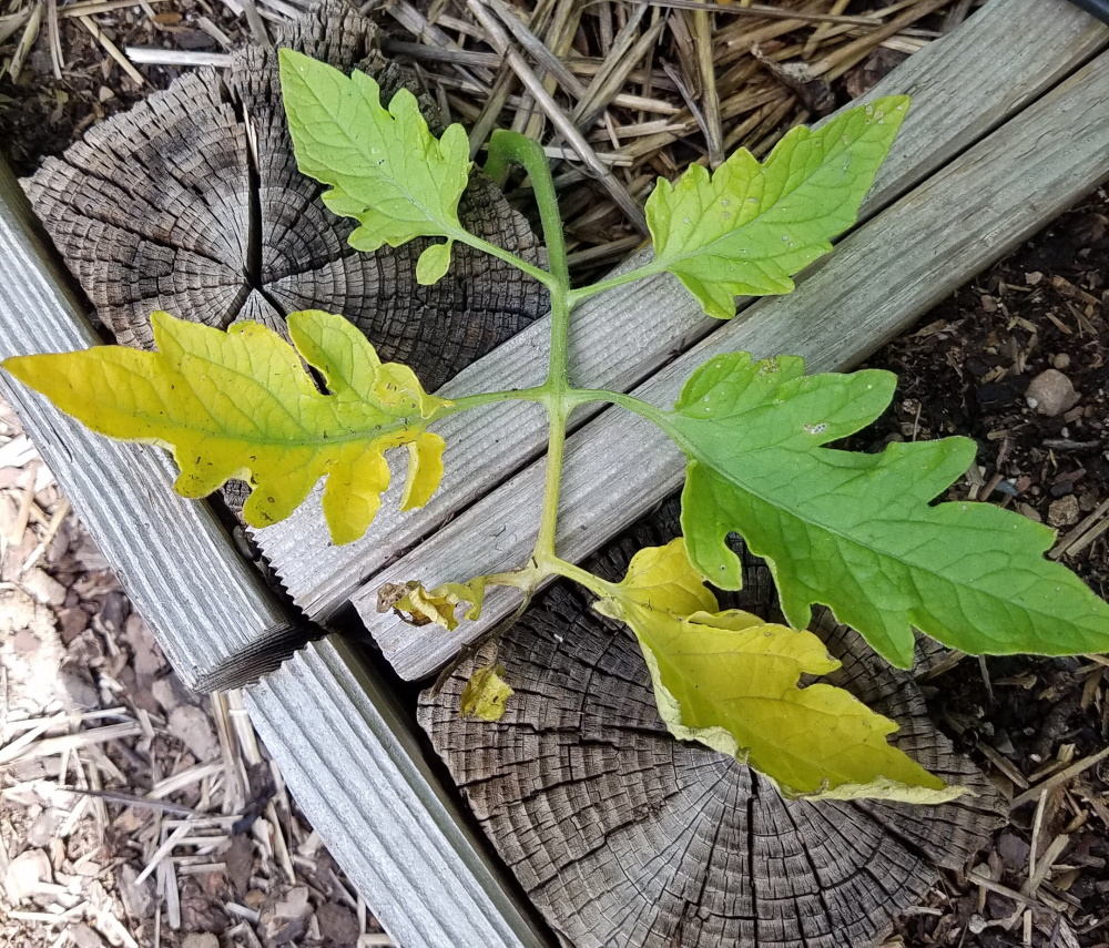 early blight on tomato leaves | The Coeur d Alene Coop