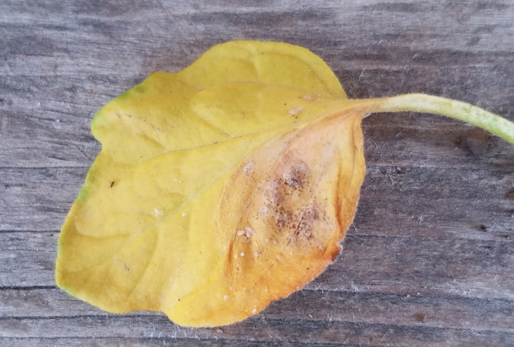 Early Blight spores on tomato leaf | The Coeur d Alene Coop