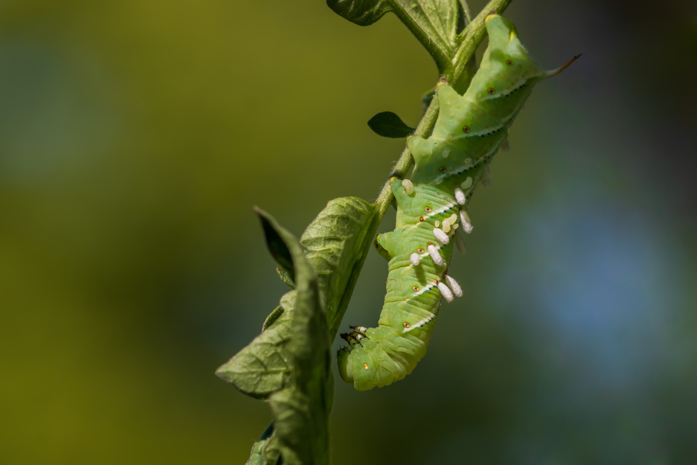 Hornworm with parasatoid wasp cocoons | The Coeur d Alene Coop