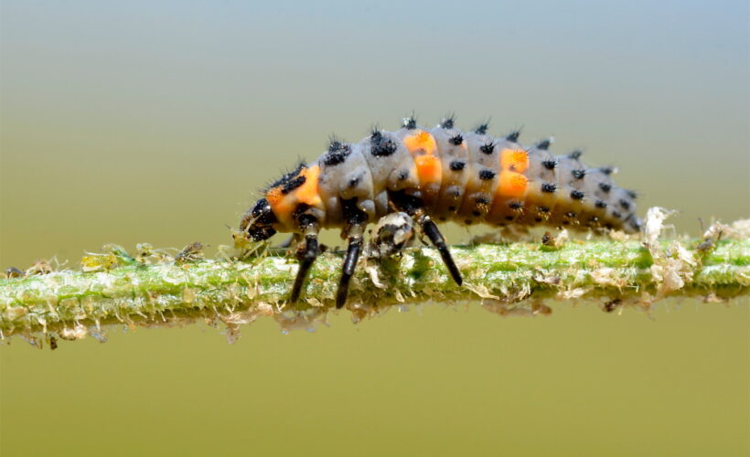 ladybug larvae eating aphids | The Coeur d Alene Coop
