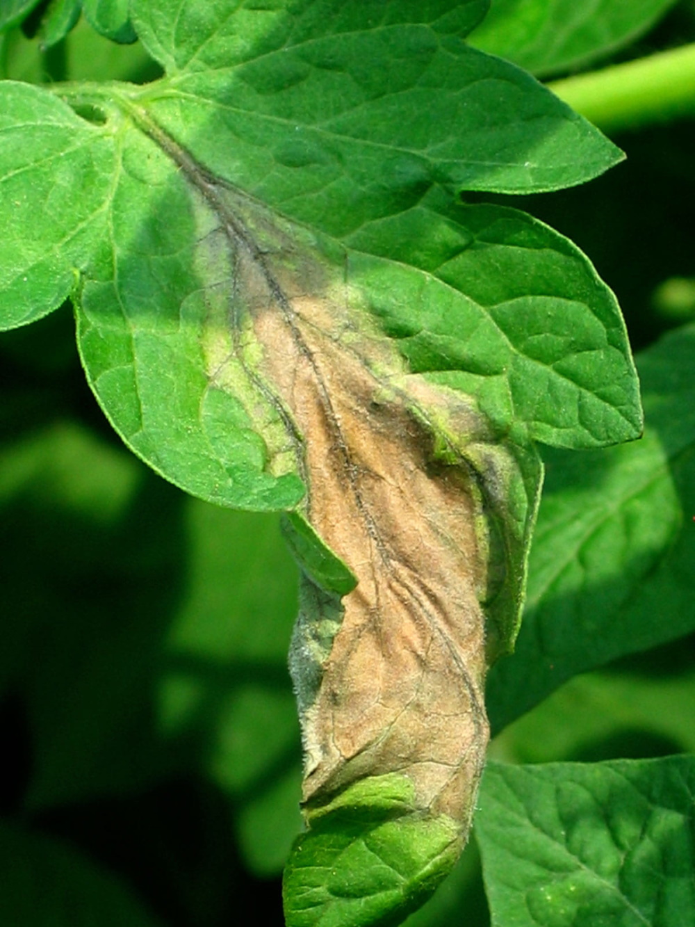 Late Blight Tomato Leaf | The Coeur d Alene Coop