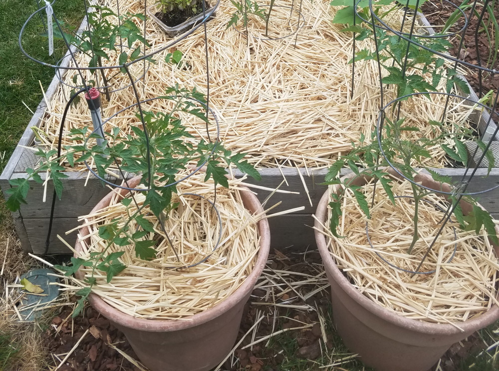 Straw mulch around tomatoes | The Coeur d Alene Coop