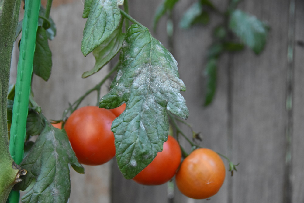 Powdery Mildew on Tomatoes | The Coeur d Alene Coop