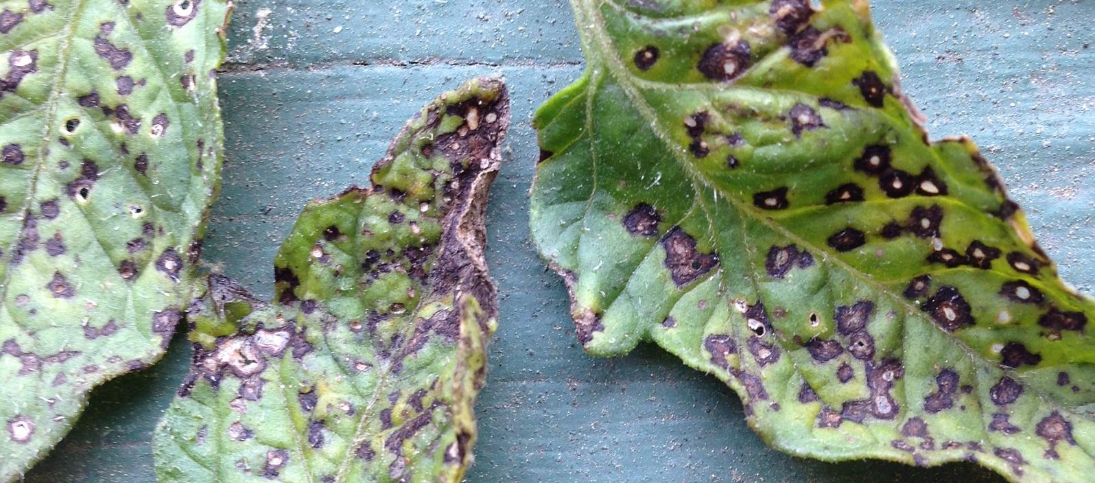 Septoria Leaf Spot | The Coeur d Alene Coop