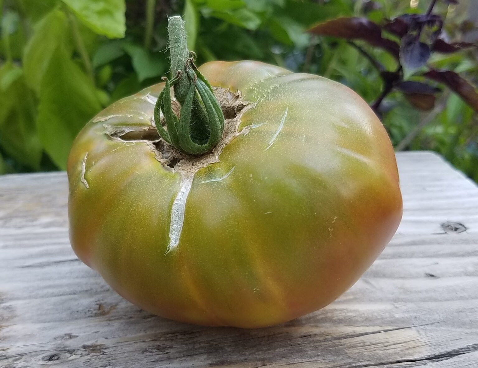 How To Tell When Green Tomato Varieties are Ripe — The Coeur d'Alene Coop