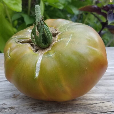 It’s the Splits! How to Prevent Tomato Cracking and Splitting