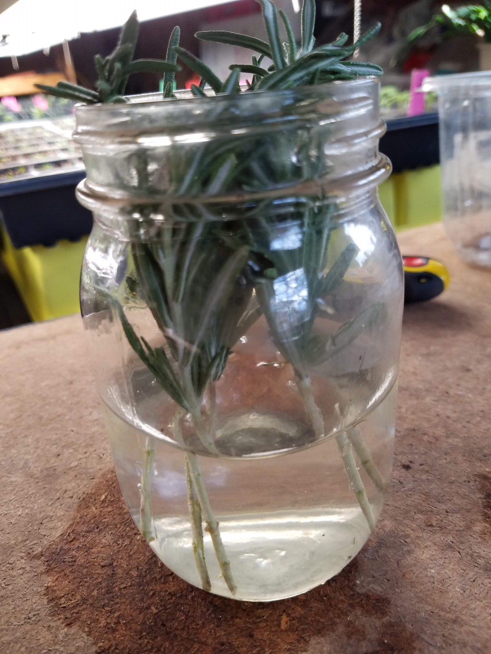 Rosemary stems in water | The Coeur d'Alene Coop