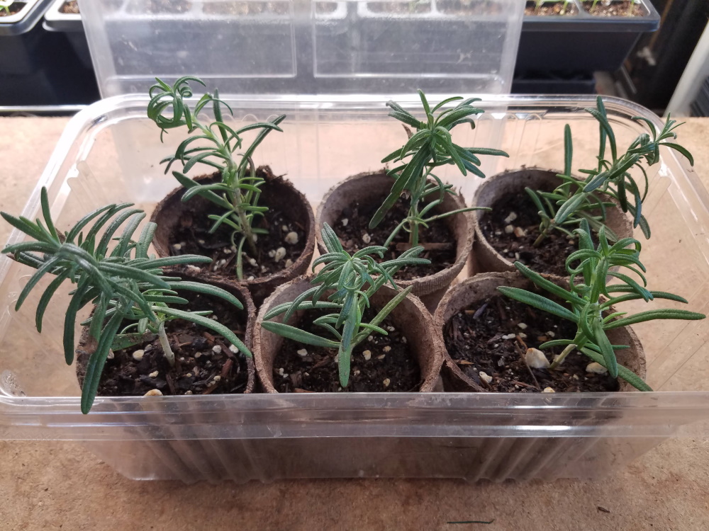 Rosemary stems potted in peat pots | The Coeur d Alene Coop