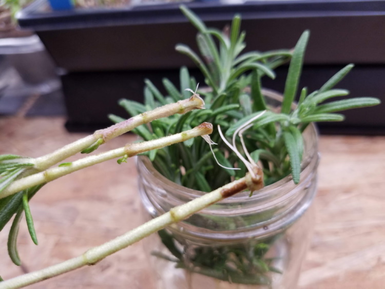 Rosemary stems with tiny roots | The Coeur d Alene Coop