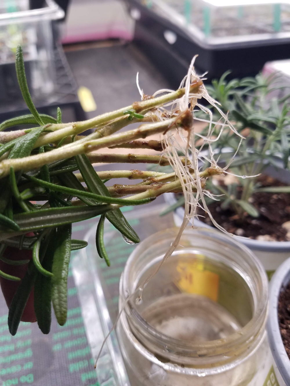 Rosemary roots in water | The Coeur d Alene Coop