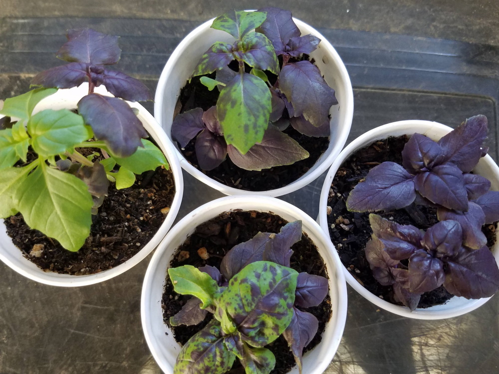 Basil purple and green | The Coeur d Alene Coop