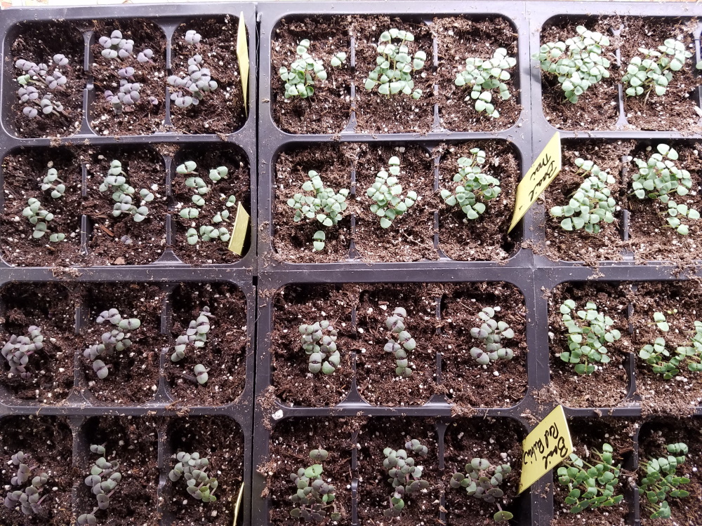basil seedlings