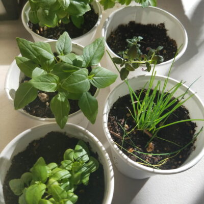 Quick Tips for Starting an Indoor Herb Garden