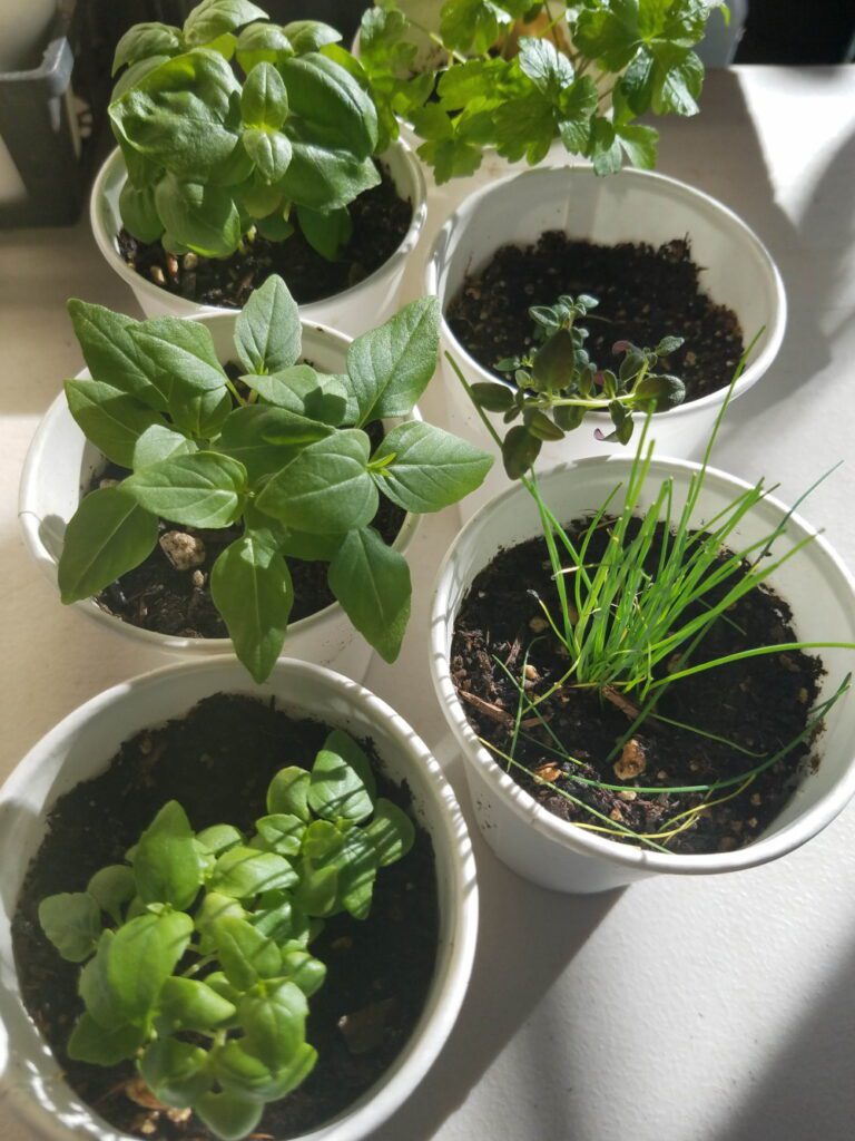 15 Growing Herbs Indoors, It’s Easy and Fun! — The Coeur d'Alene Coop