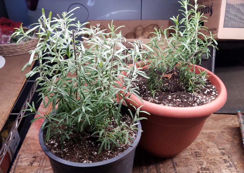 Rosemary plants from rooted stems | The Coeur d Alene Coop