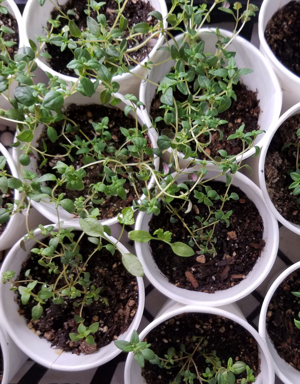 thyme starts | The Coeur d Alene Coop