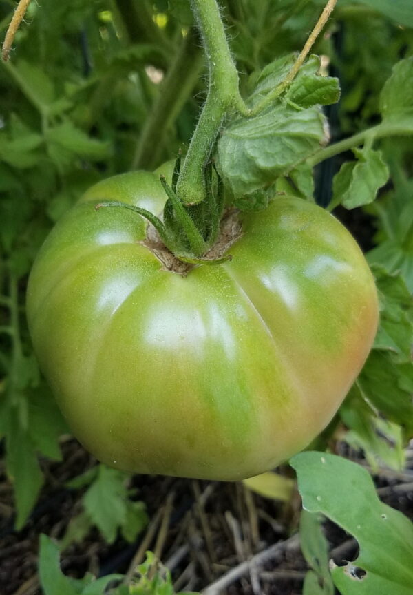 Aunt Ruby's German Green tomato | The Coeur d Alene Coop