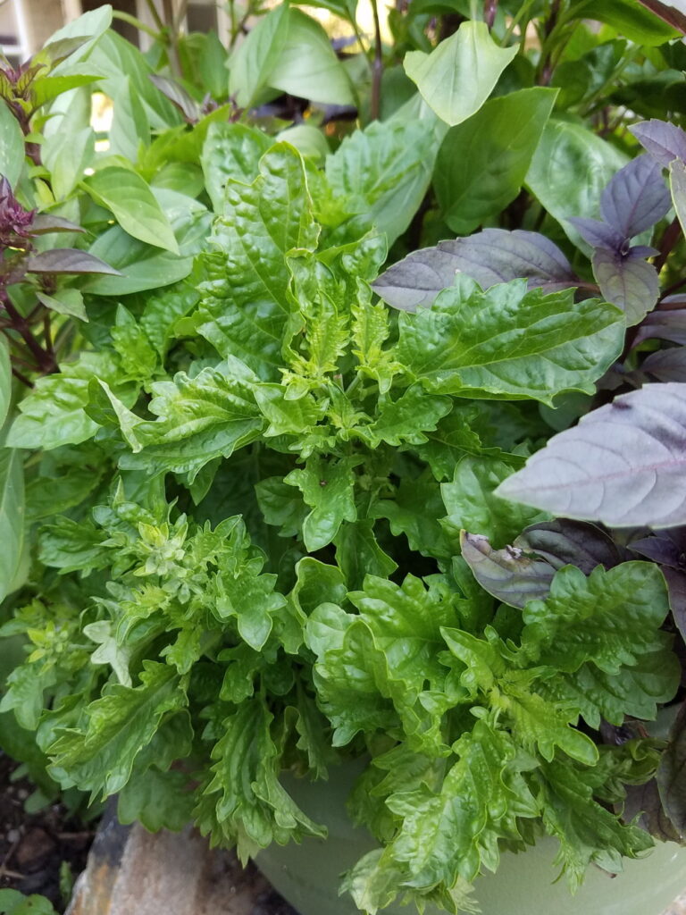 basil - spicy saber leaf | The Coeur d Alene Coop