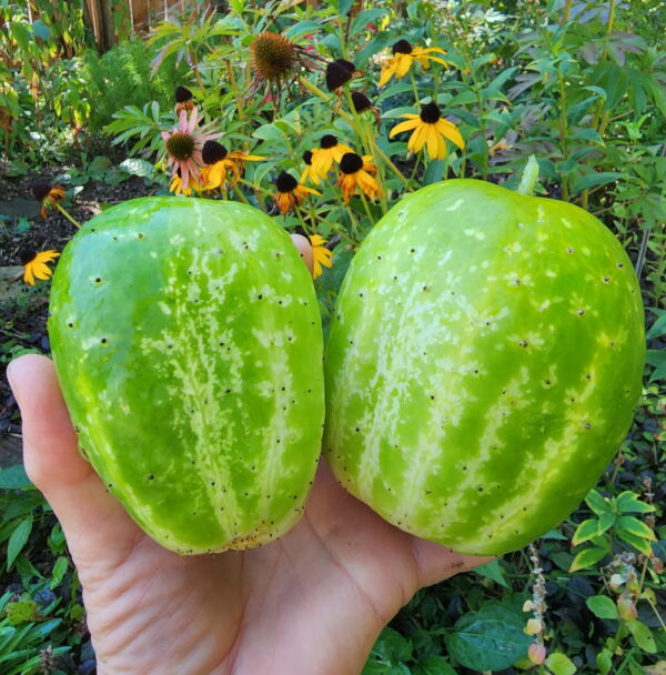 Green apple Cucumber | The Coeur d Alene Coop