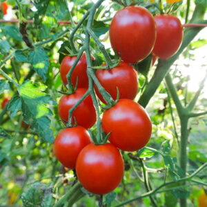sweetie cherry tomato | The Coeur d Alene Coop