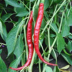 cayenne pepper | The Coeur d Alene Coop