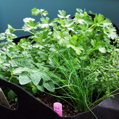 container full of herbs | The Coeur d Alene Coop
