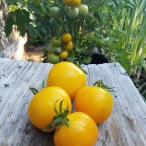 Taxi Tomato | The Coeur d Alene Coop