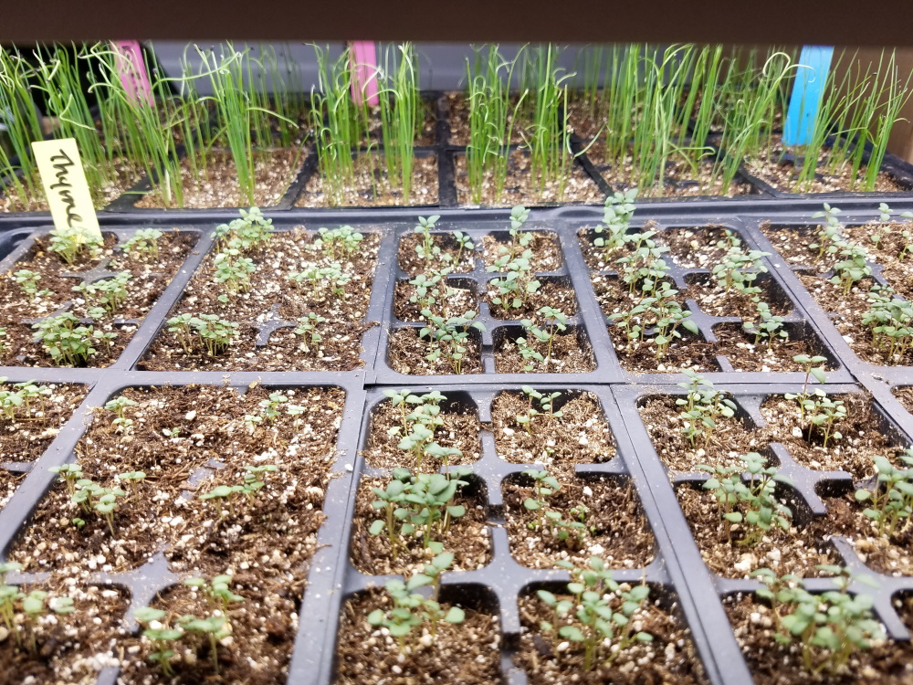 thyme and chive seedlings