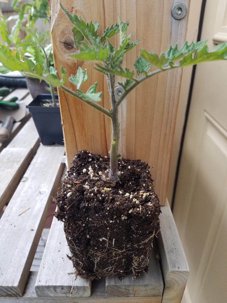 stocky tomato plant